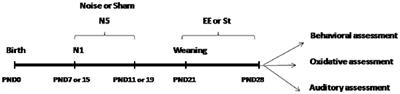 Exposure of Developing Male Rats to One or Multiple Noise Sessions and Different Housing Conditions: Hippocampal Thioredoxin Changes and Behavioral Alterations